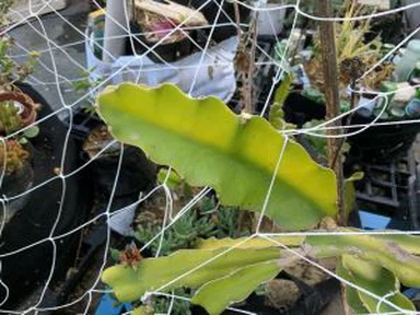 5X30FT ट्रेलीस नेटिंग स्क्वायर मेष